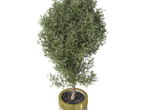 Plants collection 825 3D Model