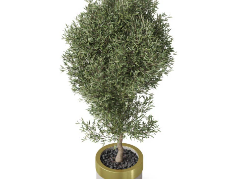 Plants collection 825 3D Model