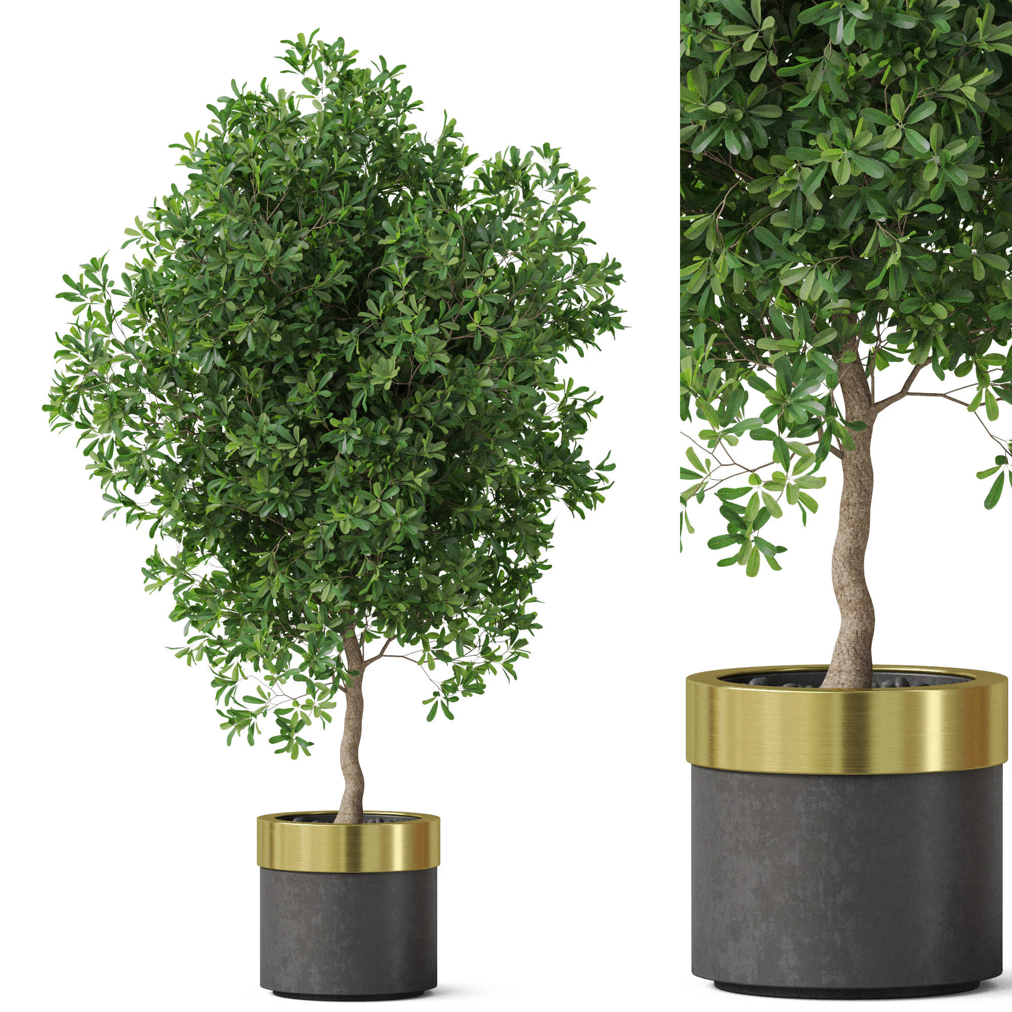 Plants collection 826 3D Model .c4d .max .obj .3ds .fbx .stl .blend 