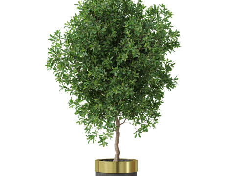 Plants collection 826 3D Model