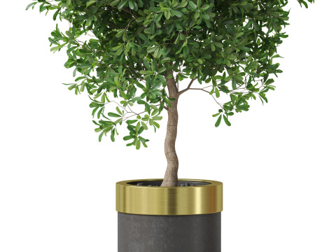 Plants collection 826 3D Модель