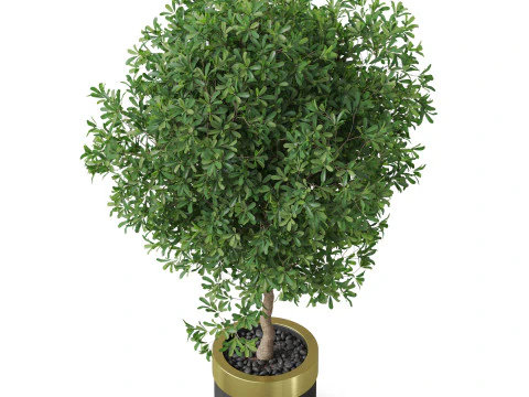 Plants collection 826 3D Model