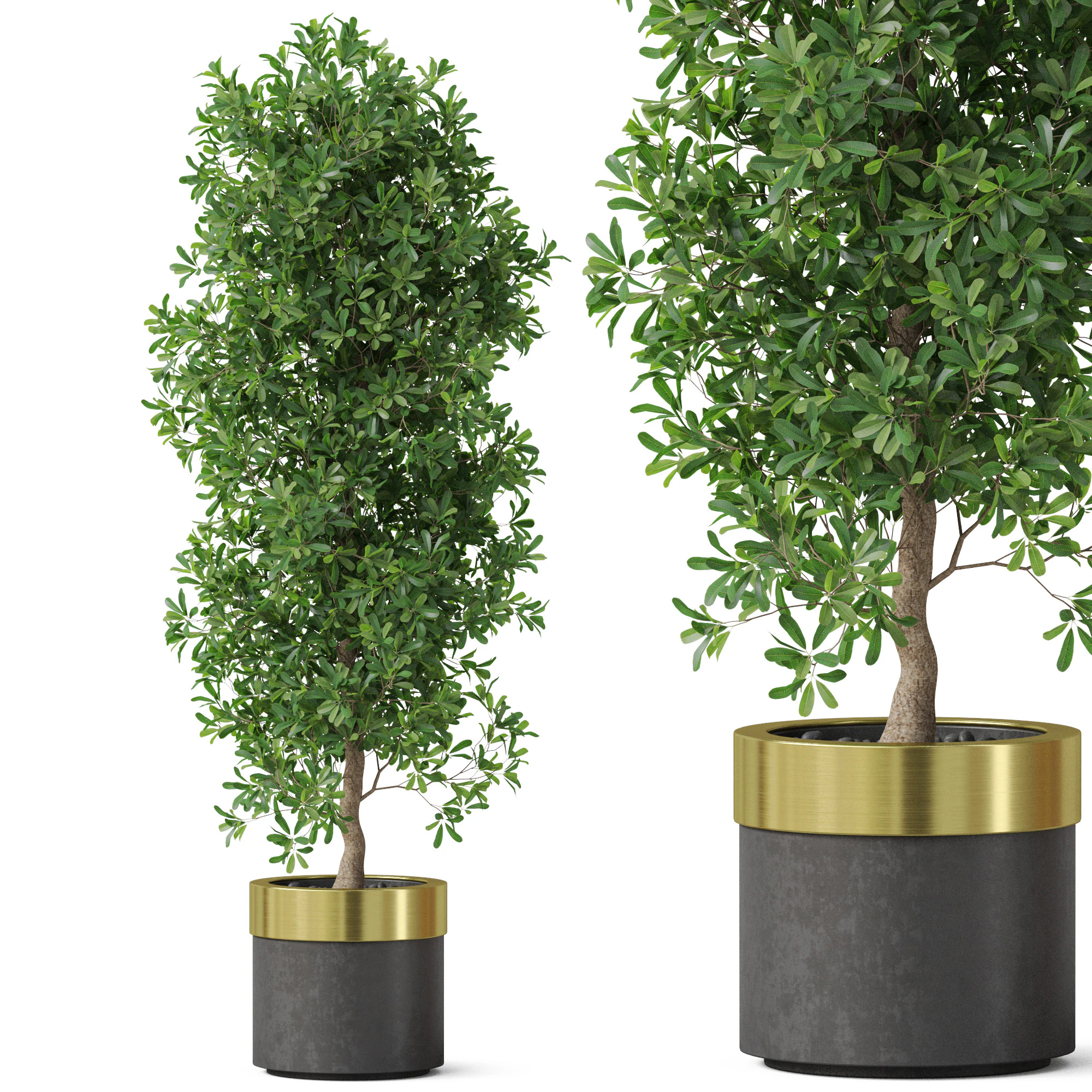Plants collection 828 3D Model .c4d .max .obj .3ds .fbx .stl .blend 