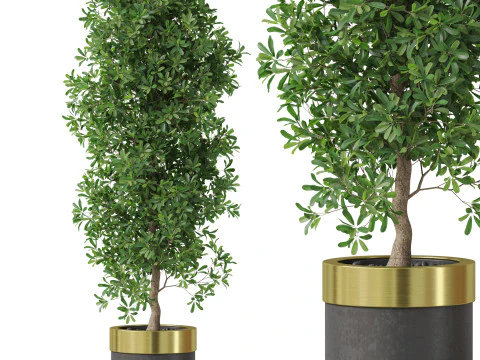 Collection de plantes 828 Modèle 3D