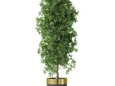 Plants collection 828 3D Модель