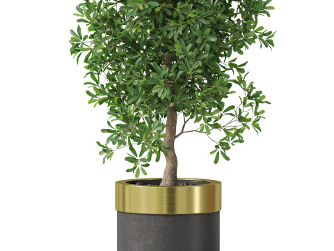 Plants collection 828 3D Модель