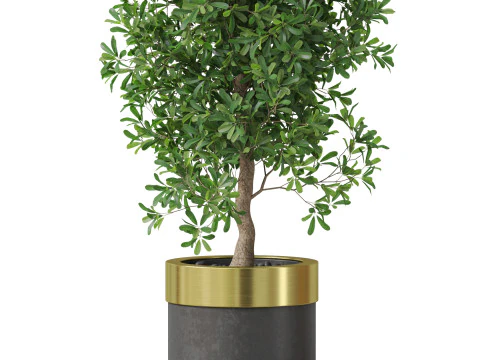 Plants collection 828 3D Model