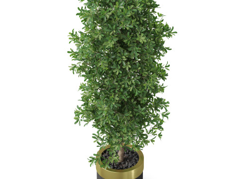 Plants collection 828 3D Модель