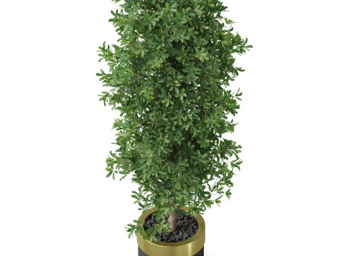 Plants collection 828 3D Model