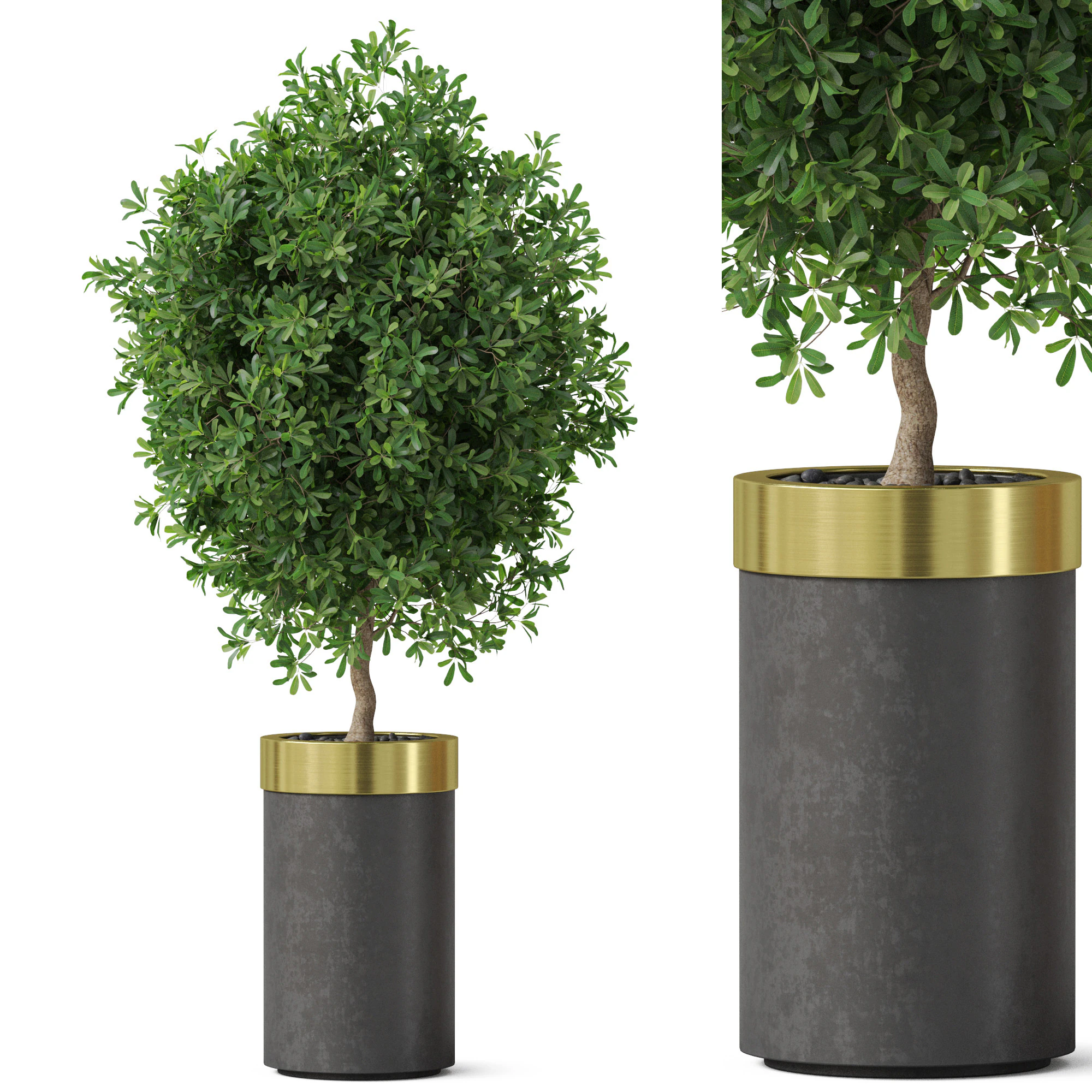 Plants collection 827 3D Model .c4d .max .obj .3ds .fbx .stl .blend 