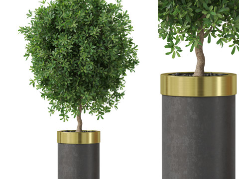 Plants collection 827 3Dモデル