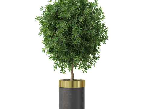 Plants collection 827 3D Model