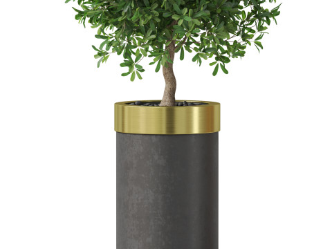 Plants collection 827 3D Model
