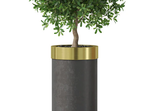 Plants collection 827 3D Model