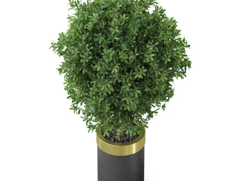 Plants collection 827 3D Model