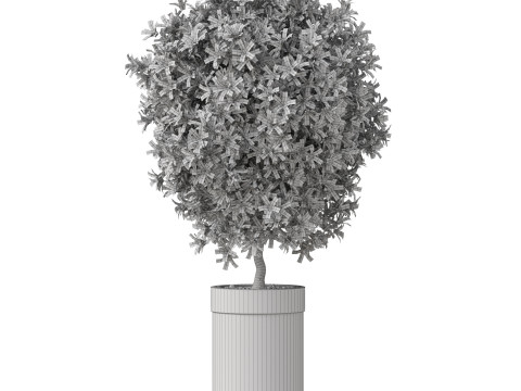 Plants collection 827 3D Model