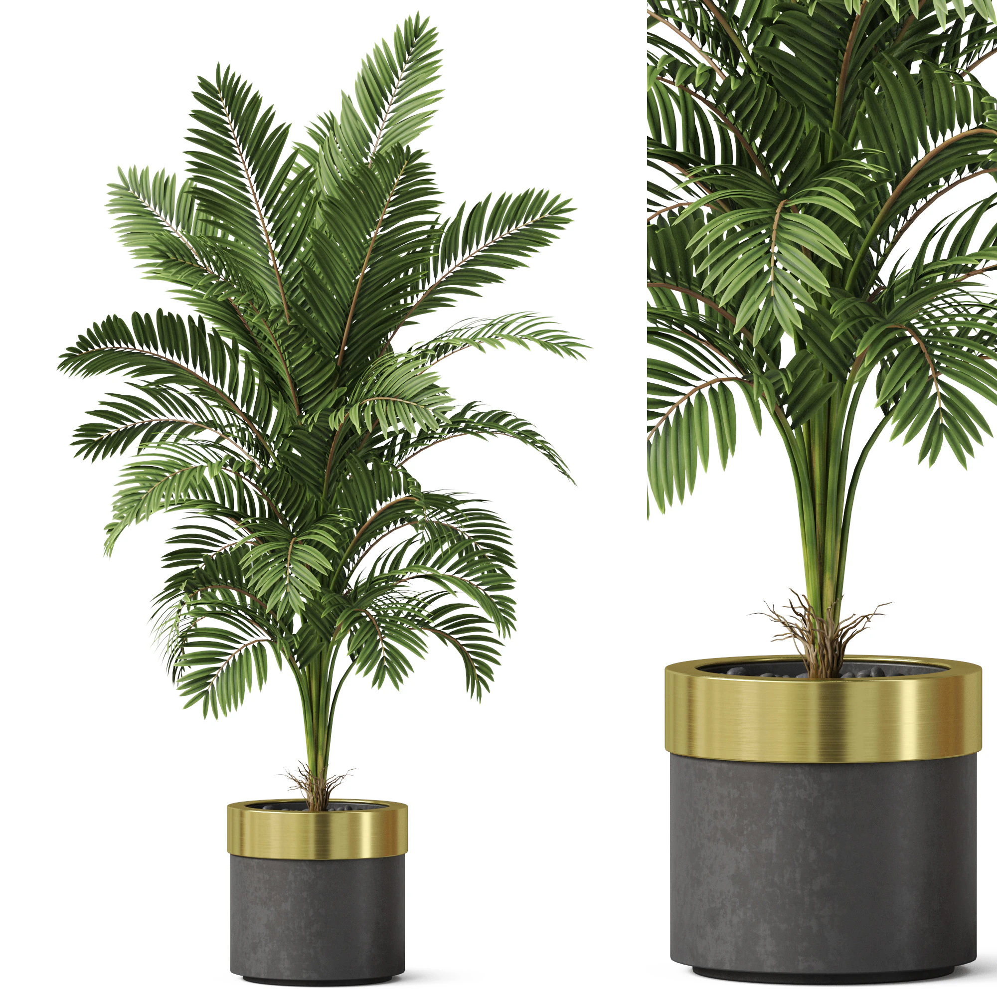 Plants collection 829 3D Model .c4d .max .obj .3ds .fbx .stl .blend