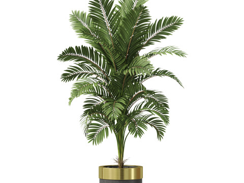 Plants collection 829 3D Модель