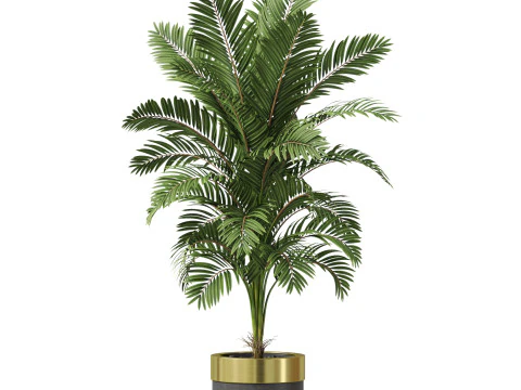 Plants collection 829 3D Model