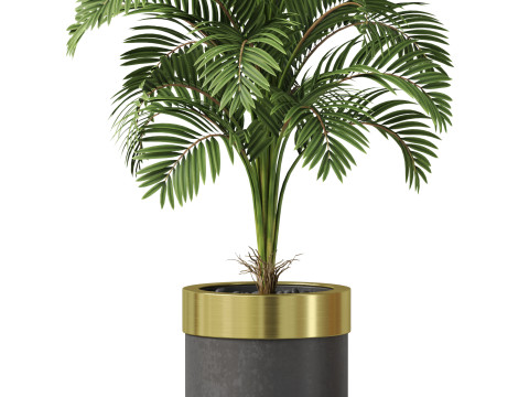 Plants collection 829 3D Модель