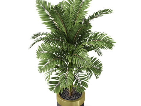 Plants collection 829 3D Модель