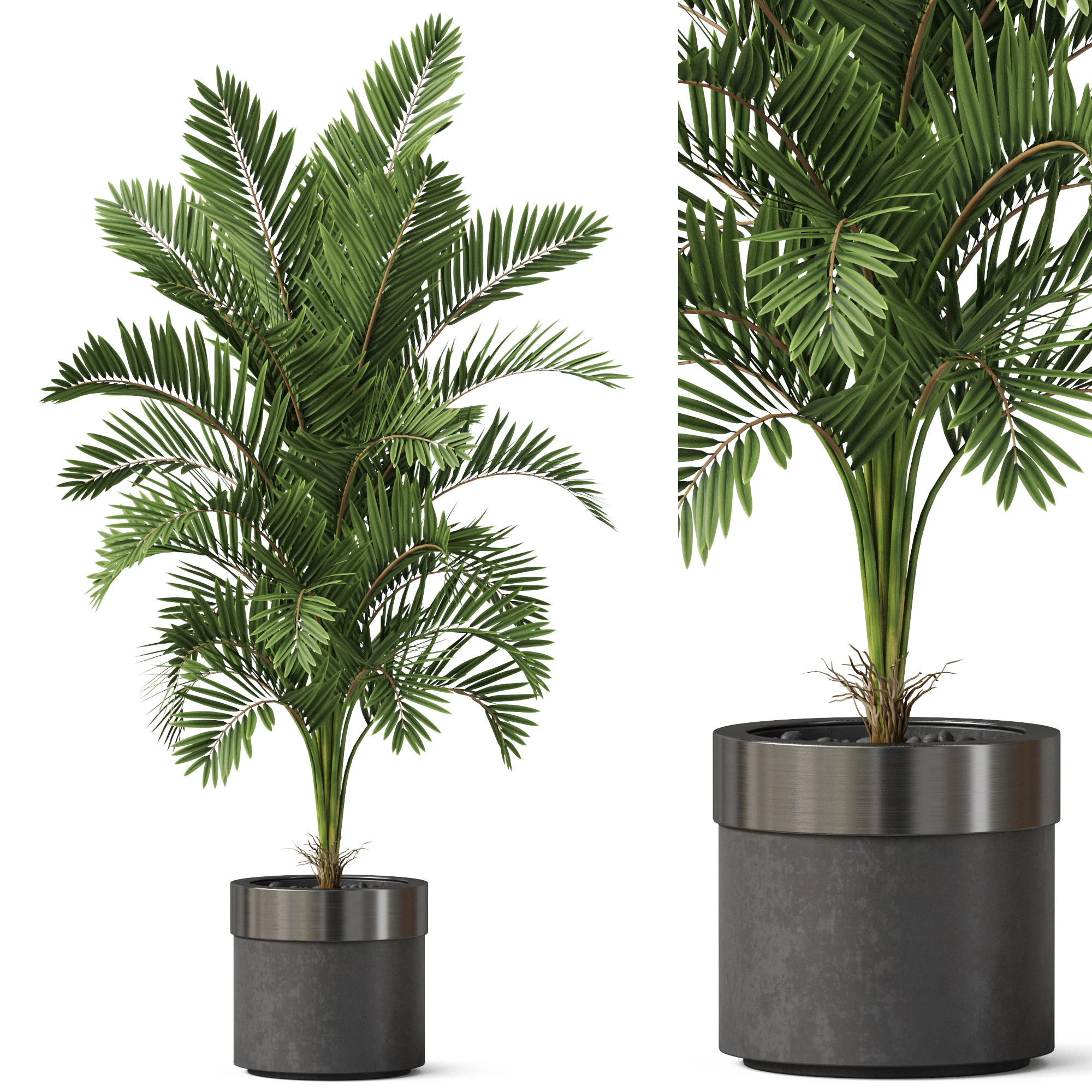 Plants collection 830 3D Model .c4d .max .obj .3ds .fbx .stl .blend 