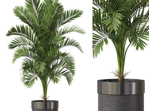 Plants collection 830 3Dモデル