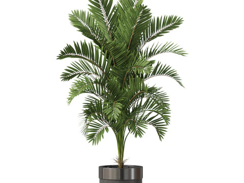 Plants collection 830 3D Model
