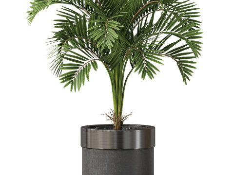 Plants collection 830 3D Модель
