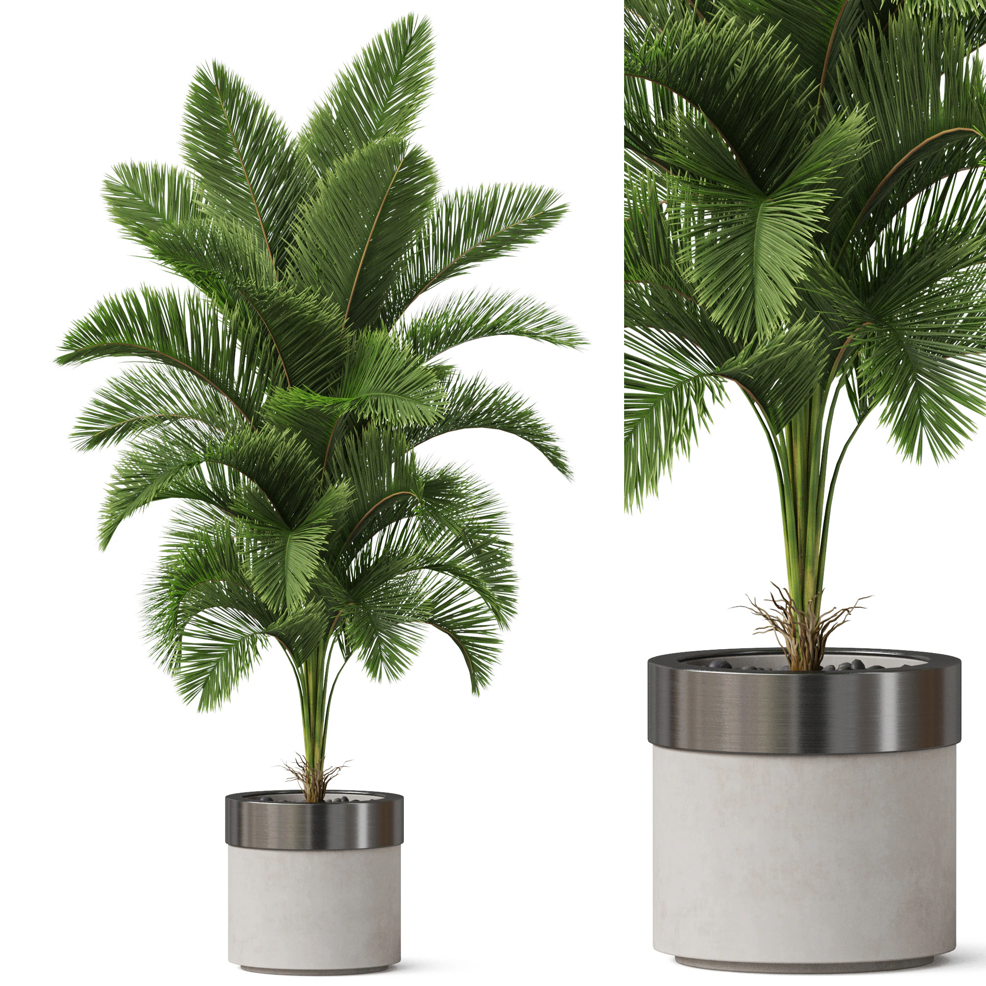 Plants collection 831 3D Model .c4d .max .obj .3ds .fbx .stl .blend 