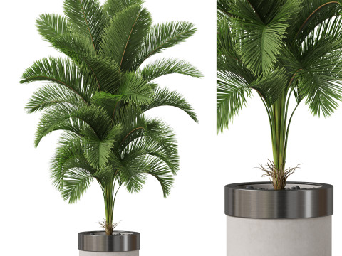 Plants collection 831 3Dモデル