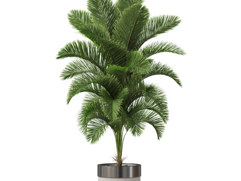 Plants collection 831 3D Model