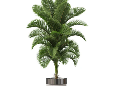 Plants collection 831 3D Model