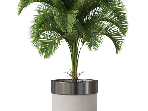 Plants collection 831 3D Model