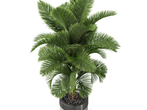 Plants collection 831 3D Model