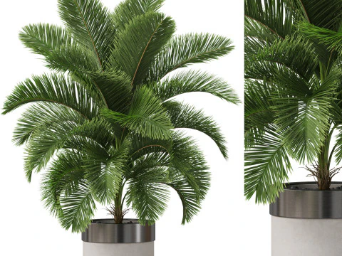 पौधों का संग्रह 832 3D मॉडल