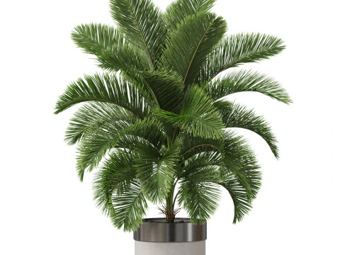 Collezione piante 832 Modello 3D