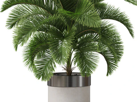 Collezione piante 832 Modello 3D