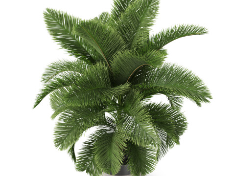 Plants collection 832 3D मॉडल