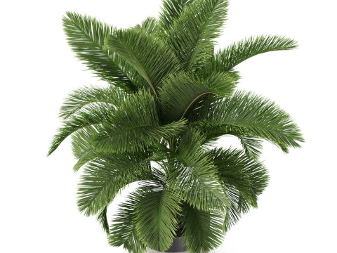 Collezione piante 832 Modello 3D