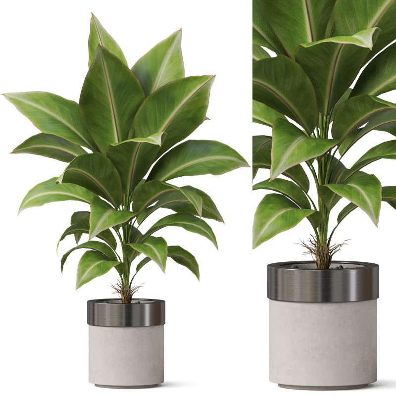 Plants collection 833 3Dモデル .c4d .max .obj .3ds .fbx .stl .blend