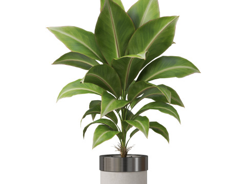 Plants collection 833 3Dモデル
