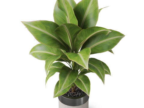Plants collection 833 3Dモデル