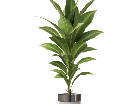 Plants collection 834 3D Модель