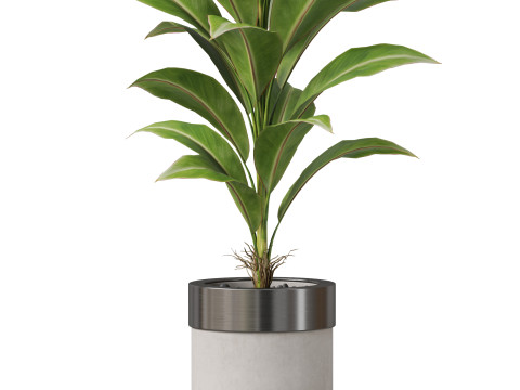 Plants collection 834 3D Модель