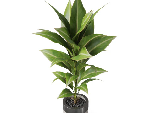 Collezione piante 834 Modello 3D