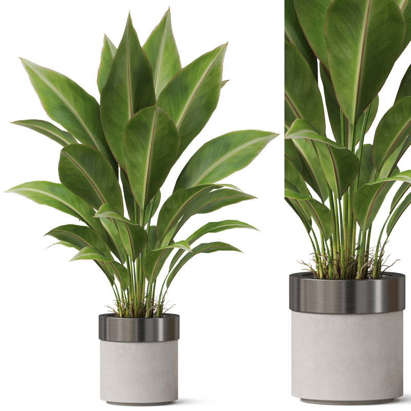 Plants collection 835 3D Model .c4d .max .obj .3ds .fbx .stl .blend