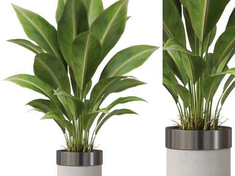 पौधों का संग्रह 835 3D मॉडल