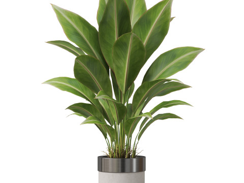 Plants collection 835 3D Model
