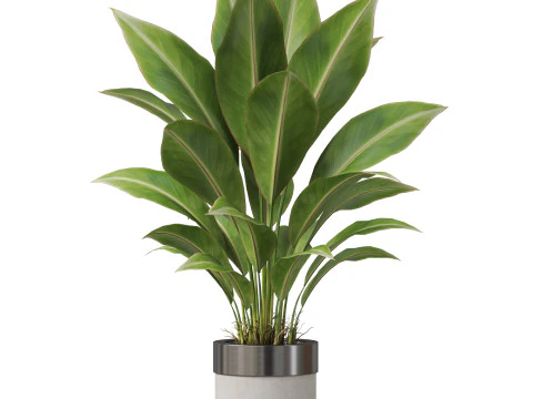 Plants collection 835 3D Model
